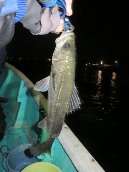 初の夜メバルボートはシーバスラッシュ!