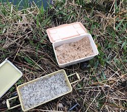 大同川コアユ釣れてます