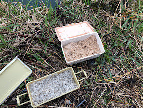 大同川コアユ釣れてます