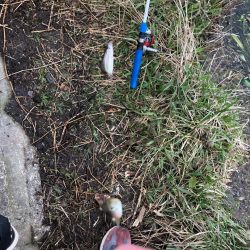 大同川モロコ４０匹コアユ１３匹