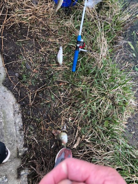 大同川モロコ４０匹コアユ１３匹