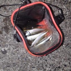 アジ狙い！　幸先は良かったのですが。。。　