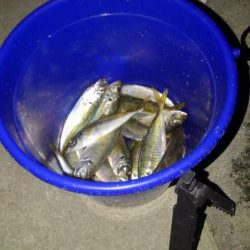 アジ1本狙い！もう少し釣れればなあ。。。　と思いながらも満足レベルでした。　