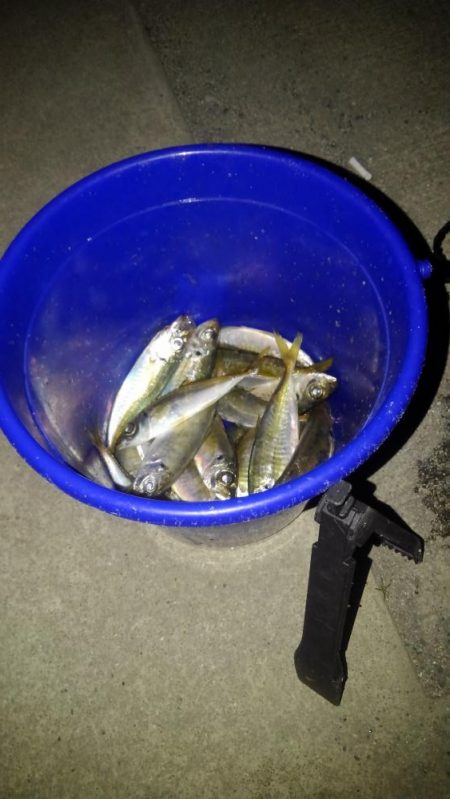アジ1本狙い！もう少し釣れればなあ。。。　と思いながらも満足レベルでした。　