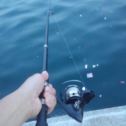 アジ！！数はともかくサイズが割と良かったかと＾＾b