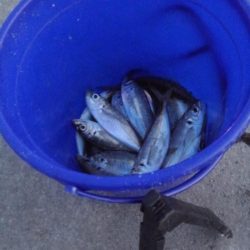 晩酌用のアジ狙い！！　渋い。。。。涙