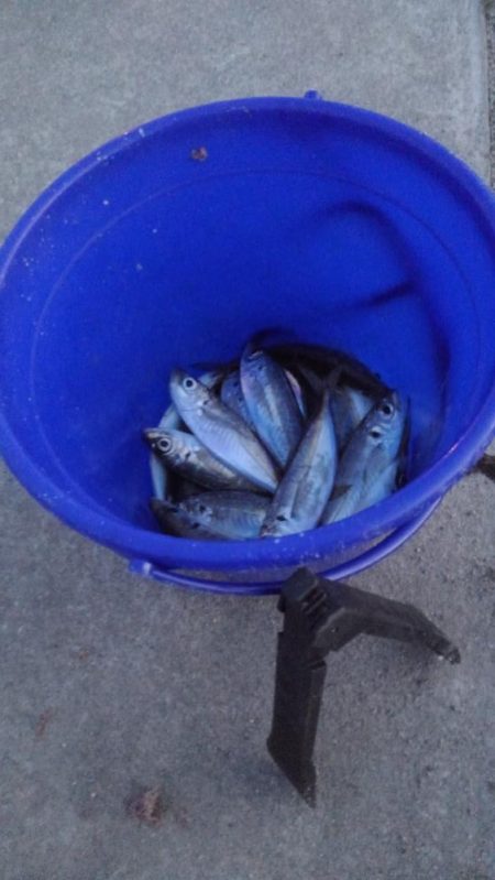 晩酌用のアジ狙い！！　渋い。。。。涙