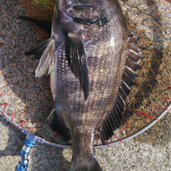 のっこみ?開幕?