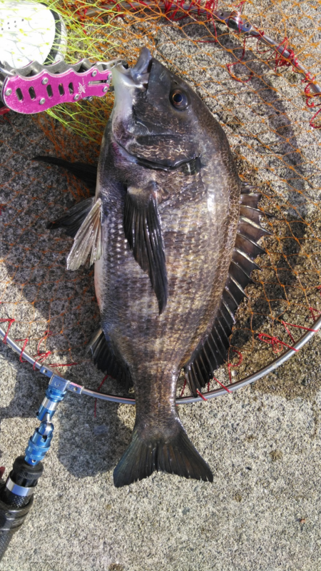 のっこみ?開幕?