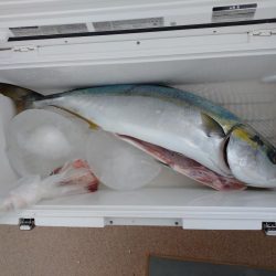 丹後半島沖でブリ