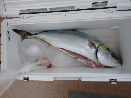 丹後半島沖でブリ