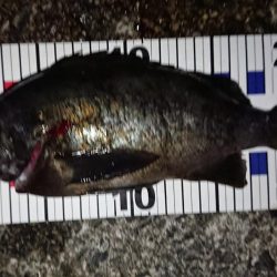 初ブルーバック!