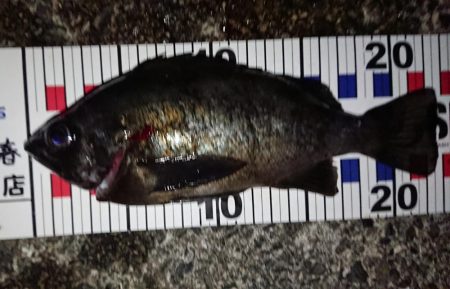 初ブルーバック!