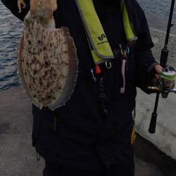 春のコウイカ開幕