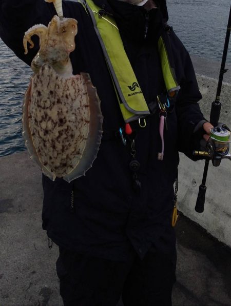 春のコウイカ開幕