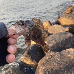 穴釣り朝マズメ下げ潮
