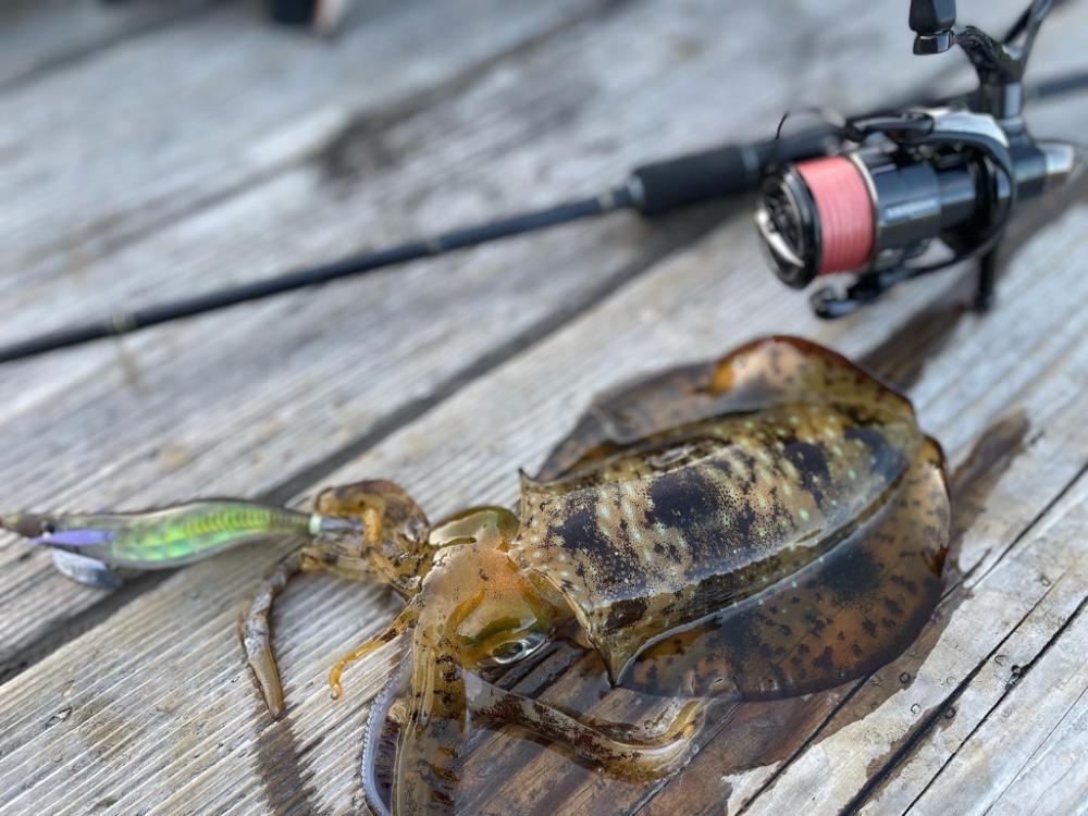 春イカ狙うも秋イカサイズ