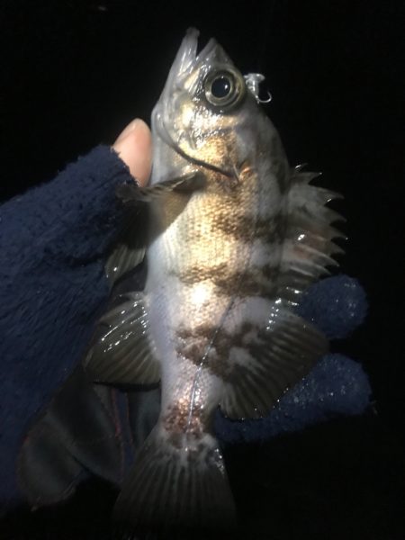 内房でのメバリング