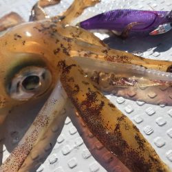 発売間近のベイトフェザーネオグローでティップランです。波長の違いが釣果の違い