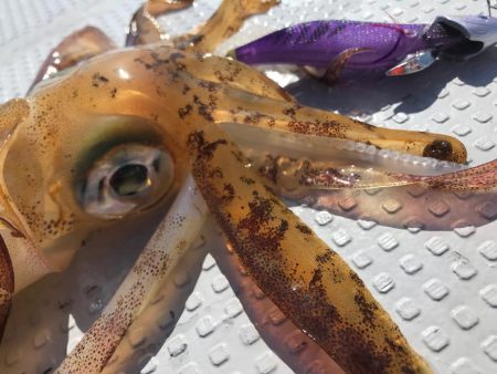 発売間近のベイトフェザーネオグローでティップランです。波長の違いが釣果の違い