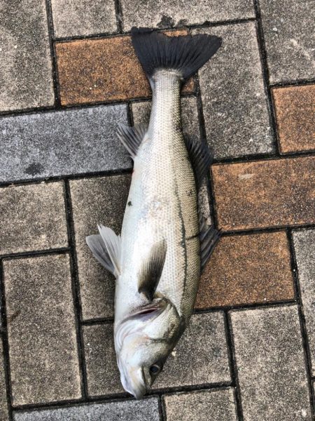 寒の戻りのなか活性高い