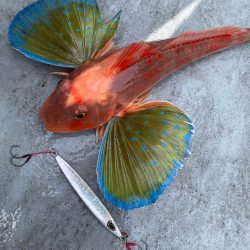 徳島沖ジギング