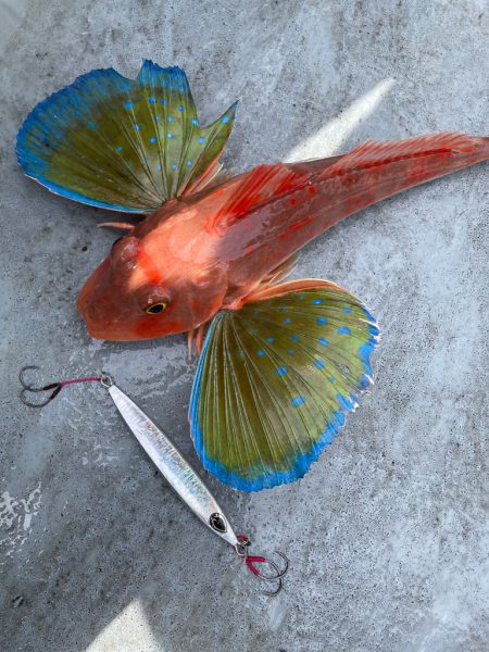 徳島沖ジギング