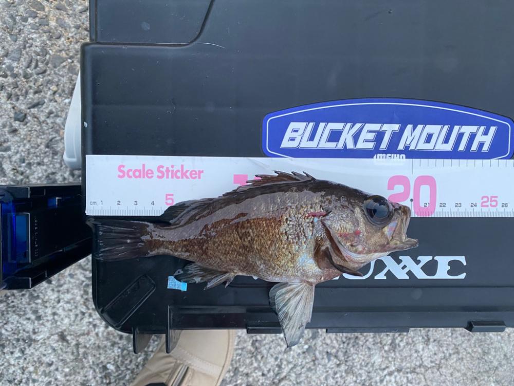 まだら模様のあいつ