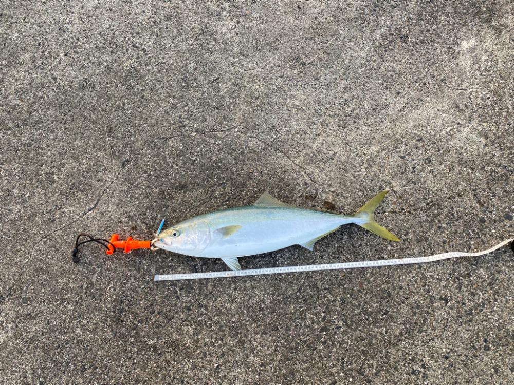 青物はいなくなったと思ったら…(笑)