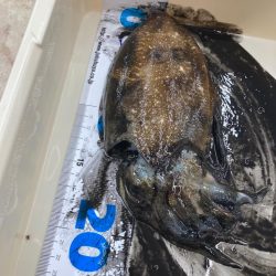 コウイカ釣れた！