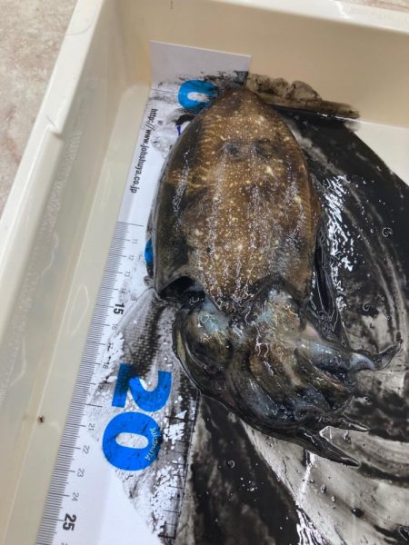 コウイカ釣れた！