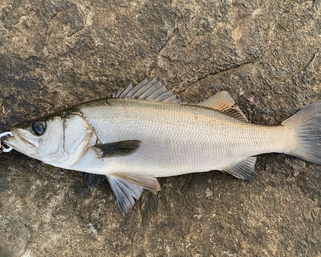 ブリ、ヒラスズキ