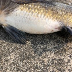 陸っぱりでエビ撒き