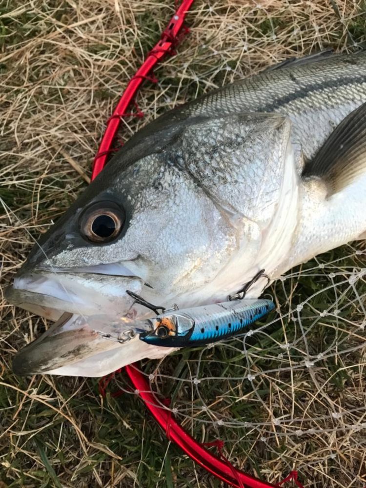 イナっこパターン❗️