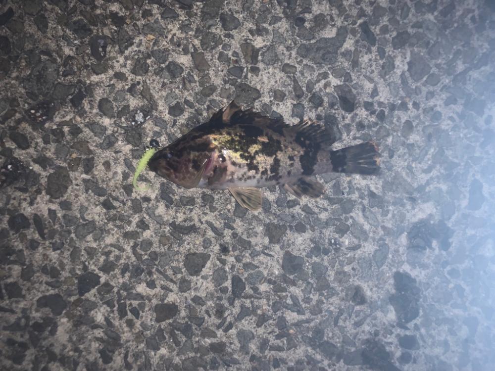 春告魚ですね〜