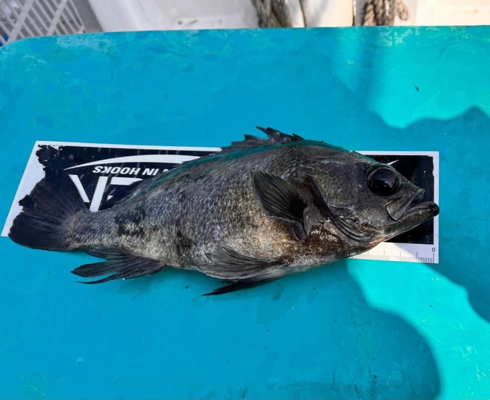 コウイカ&メバル