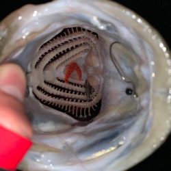 満足すぎたナイト釣行…