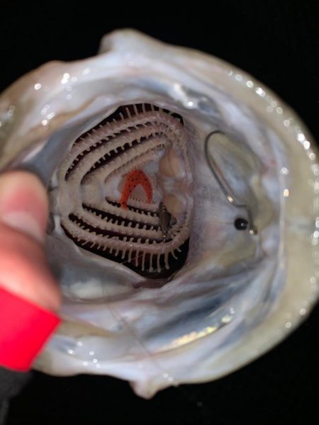 満足すぎたナイト釣行…