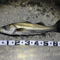 アジングタックルでシーバスGET