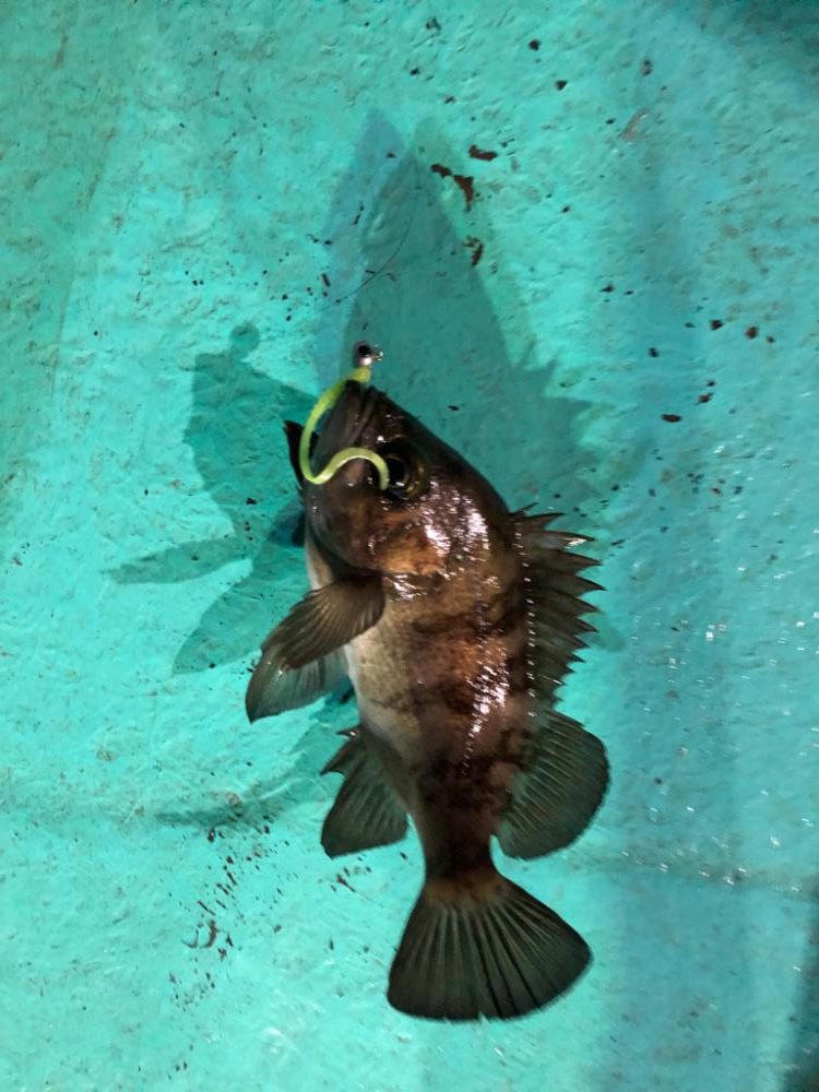 小峰丸さんでボートメバル