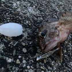 フロートリグでメバル入れ食いでしたにゃ！