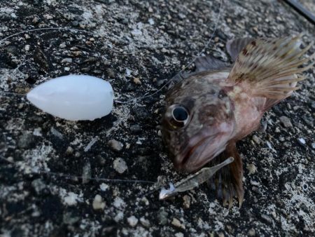 フロートリグでメバル入れ食いでしたにゃ！