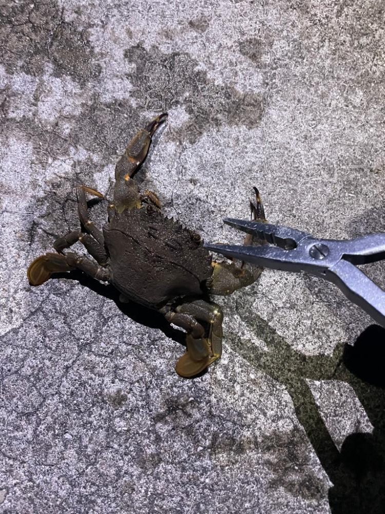 ガシリングからの