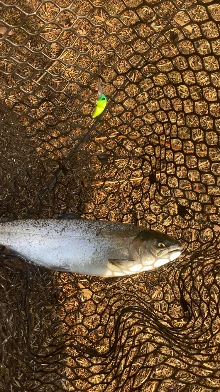 春のロックトラウト祭り！