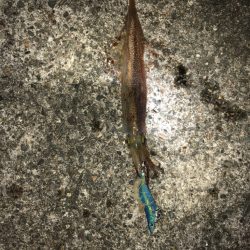 【越前】ポイント探し