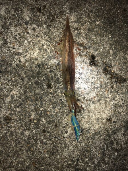 【越前】ポイント探し