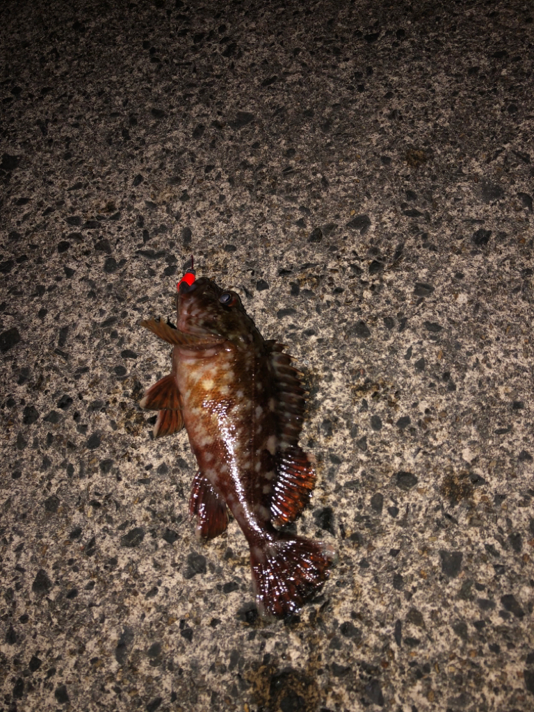 ヤリイカ狙いのガシラ( ; ; )