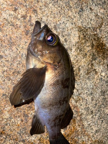 渋い中でもなんとか