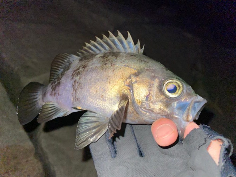 フロートメバリング