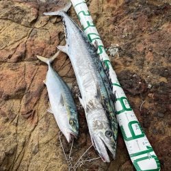 記録更新 サワラ97cm